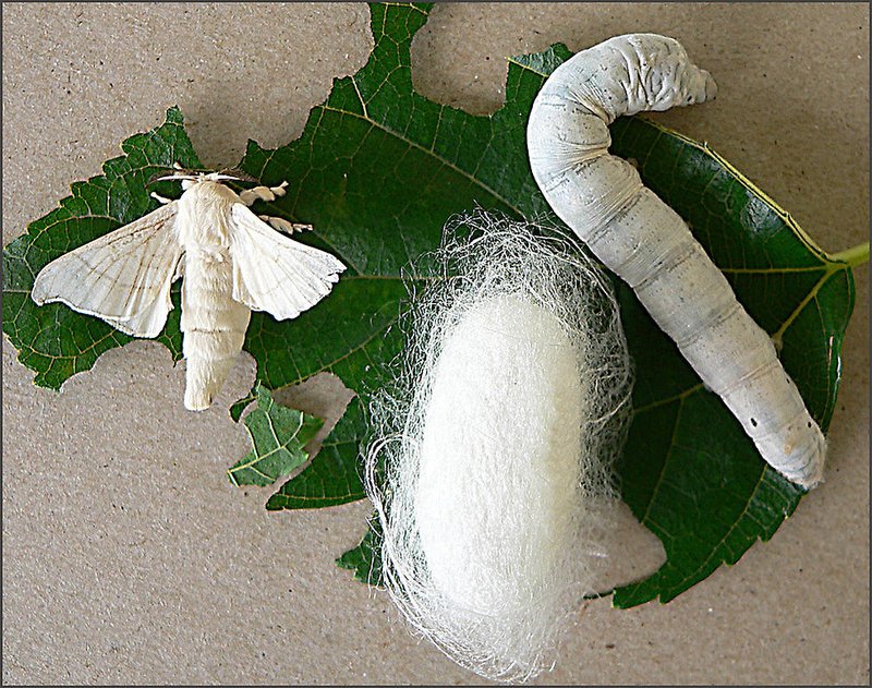 How Silkworms Spin Cocoons: Stages Explained