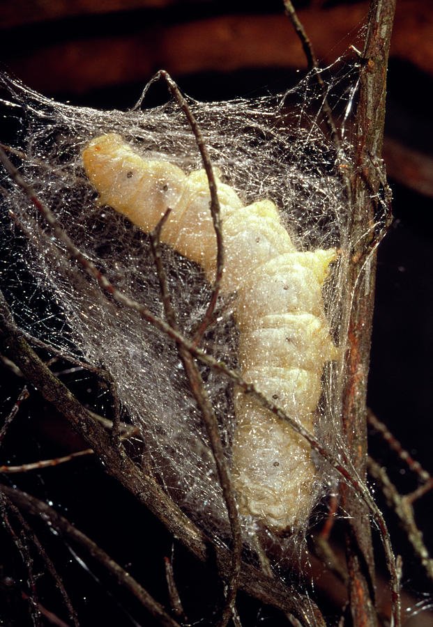 How Silkworms Spin Cocoons: Stages Explained