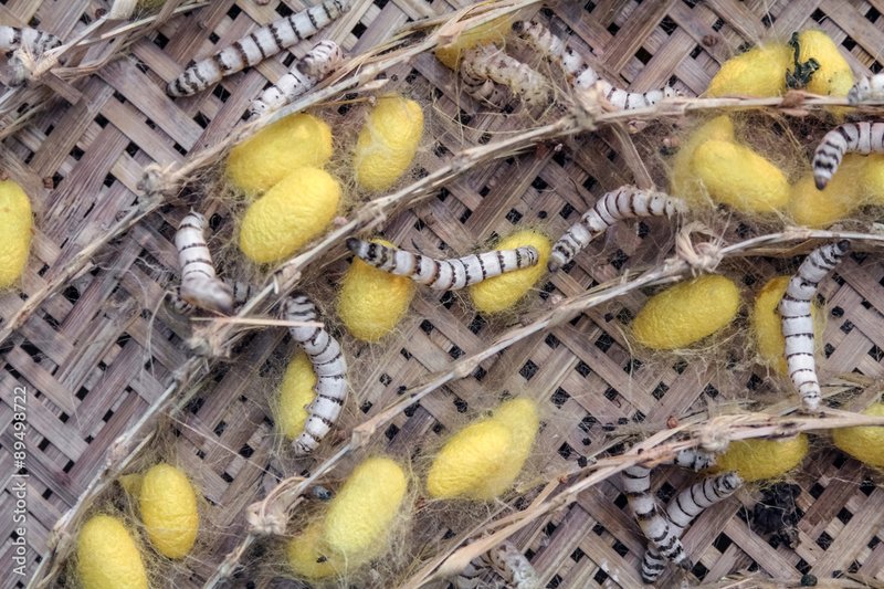 How Silkworms Spin Cocoons: Stages Explained