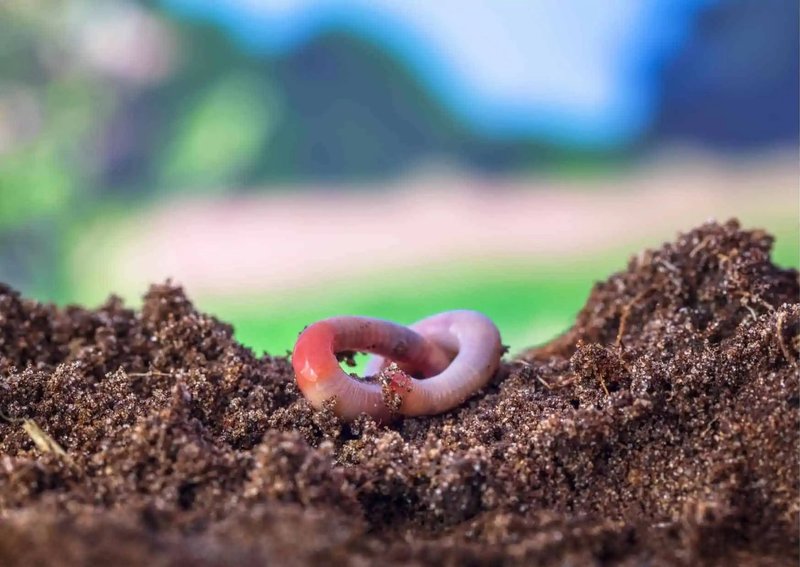 How Temperature Affects Earthworm Behavior