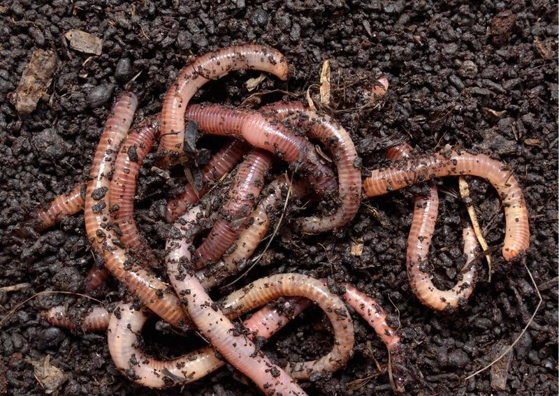 How Temperature Affects Earthworm Behavior
