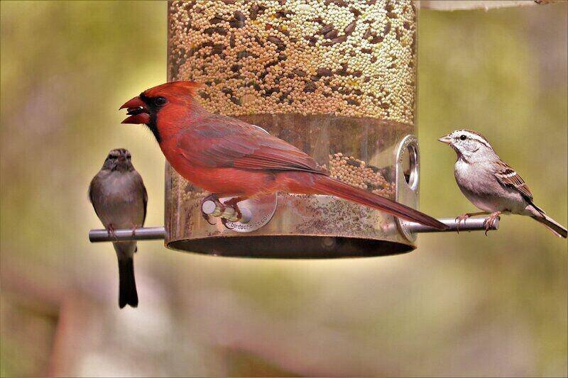 How To Attract Birds That Feed On Grub Worms