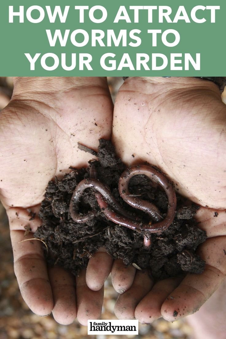 How To Attract Earthworms To Your Compost Bin