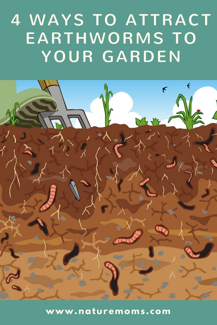 How To Attract Earthworms To Your Compost Bin