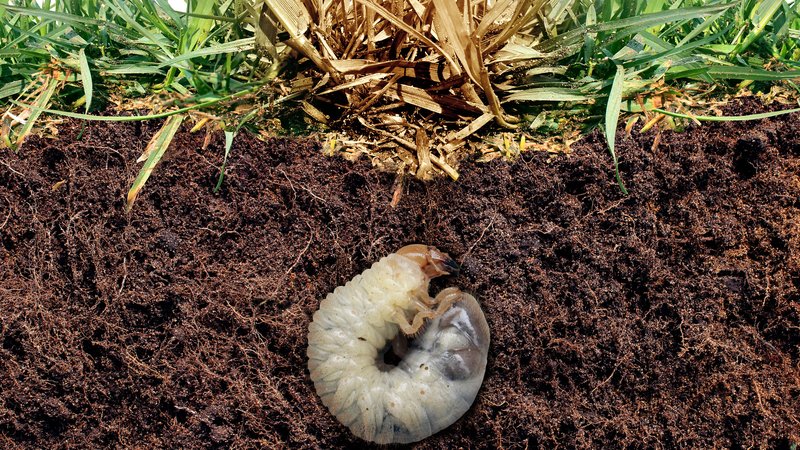 How To Avoid Spreading Grub Worms With Yard Waste