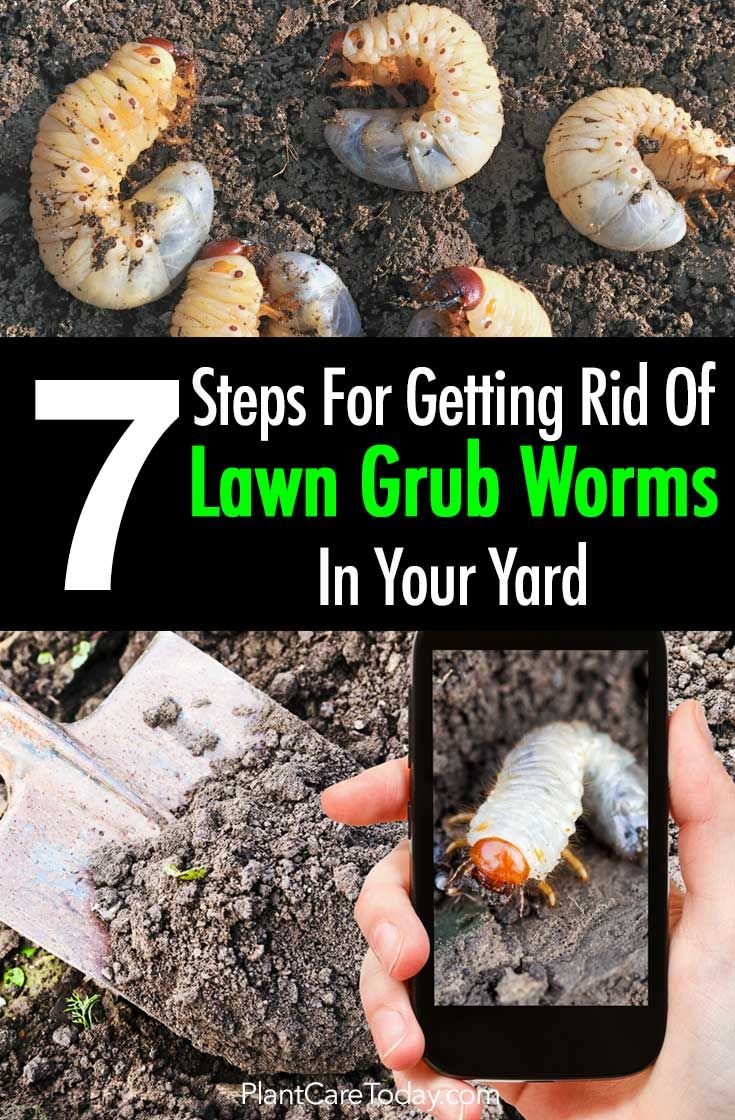 How To Avoid Spreading Grub Worms With Yard Waste