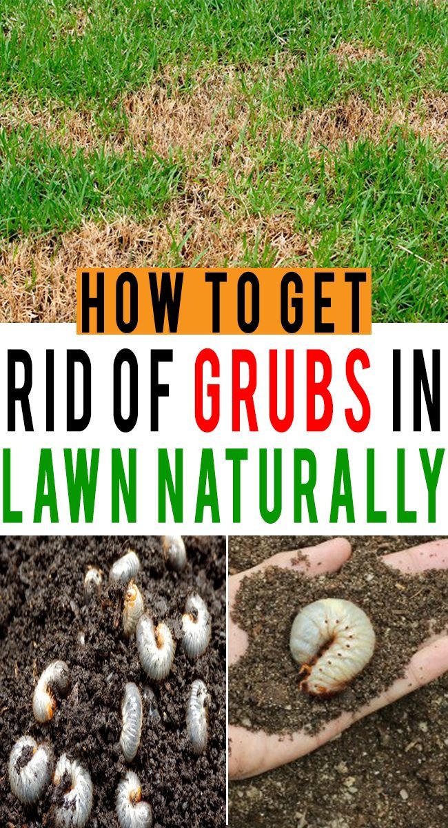 How To Avoid Spreading Grub Worms With Yard Waste