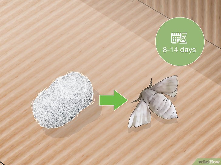 How To Breed Silkworms Successfully