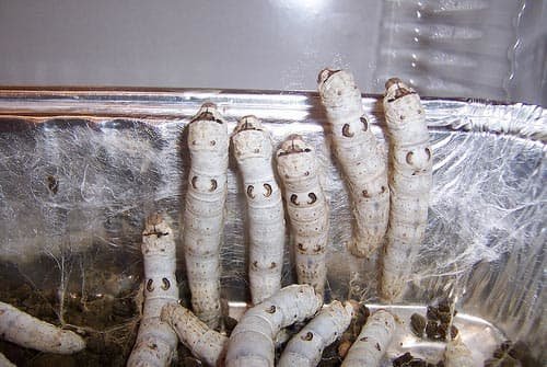 How To Breed Silkworms Successfully