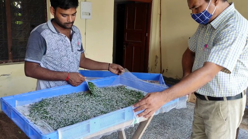 How To Clean Silkworm Trays And Enclosures