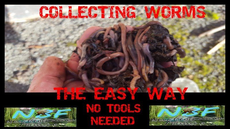 How To Collect Earthworms For Study Without Harm