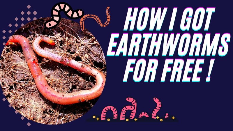 How To Collect Earthworms For Study Without Harm