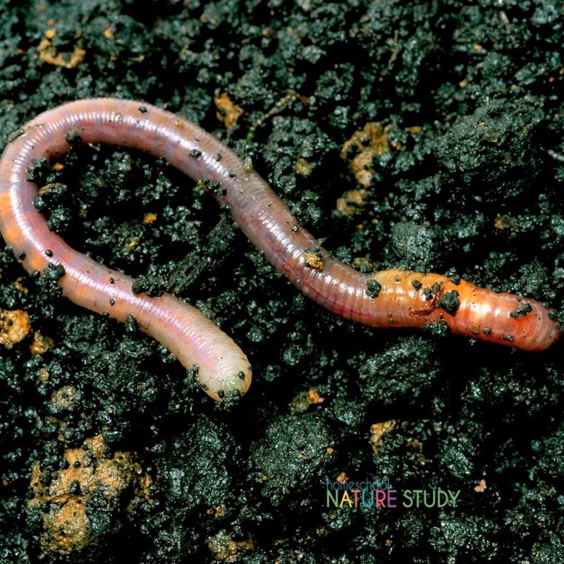How To Collect Earthworms For Study Without Harm