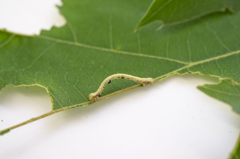 How To Control Inchworm Populations Organically