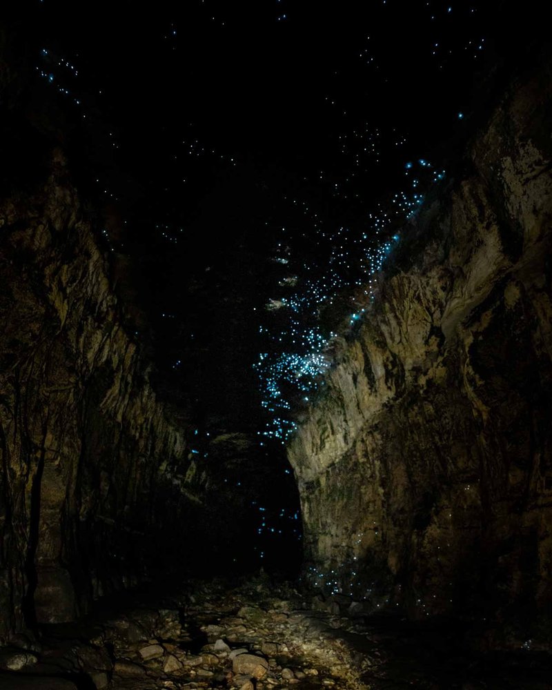 How To Create A Glow Worm-Friendly Backyard