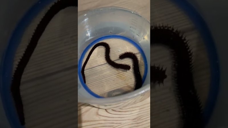 How To Detect Bobbit Worms In A Newly Set-Up Aquarium