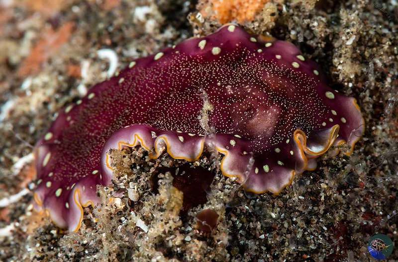 How To Differentiate Bootlace Worms From Flatworms