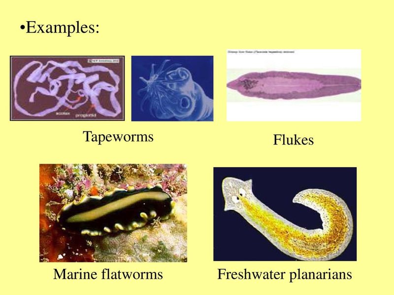 How To Differentiate Bootlace Worms From Flatworms