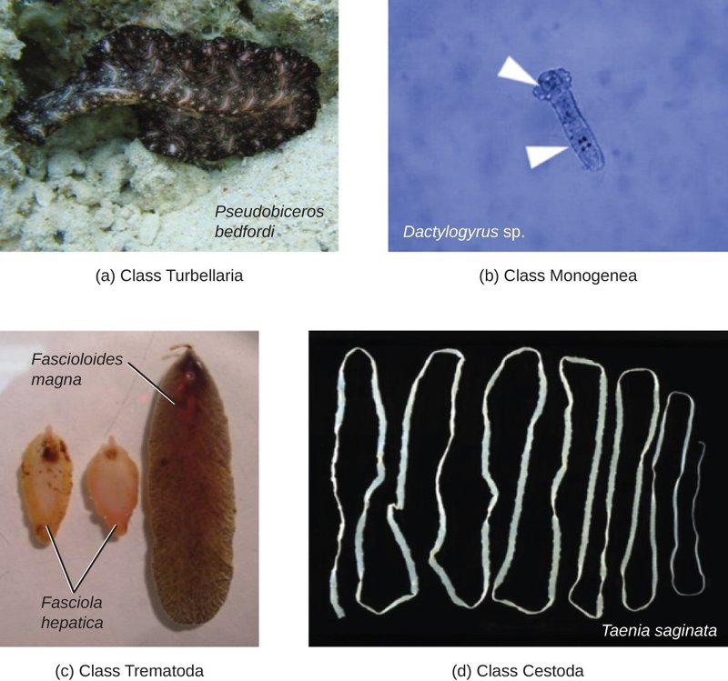 How To Differentiate Bootlace Worms From Flatworms