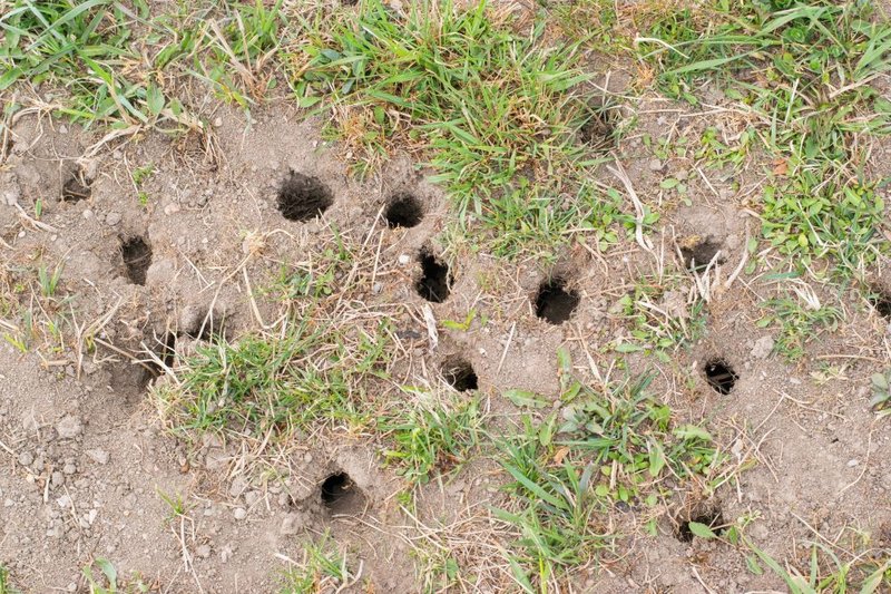 How To Distinguish Bobbit Worm Holes From Other Burrows