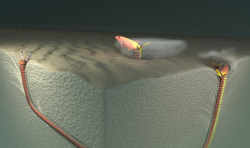 How To Distinguish Bobbit Worm Holes From Other Burrows