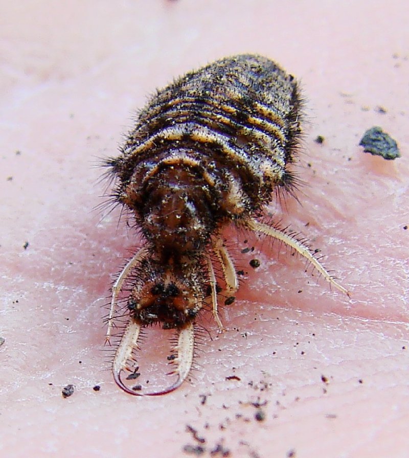 How To Identify A Ant Lion Larvae In Its Natural Habitat