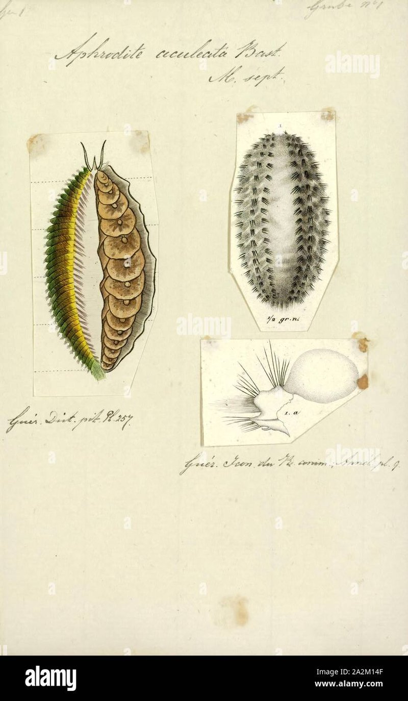 How To Identify A Aphrodite Aculeata In Its Natural Habitat