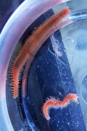 How To Identify A Bobbit Worm In Reef Aquariums