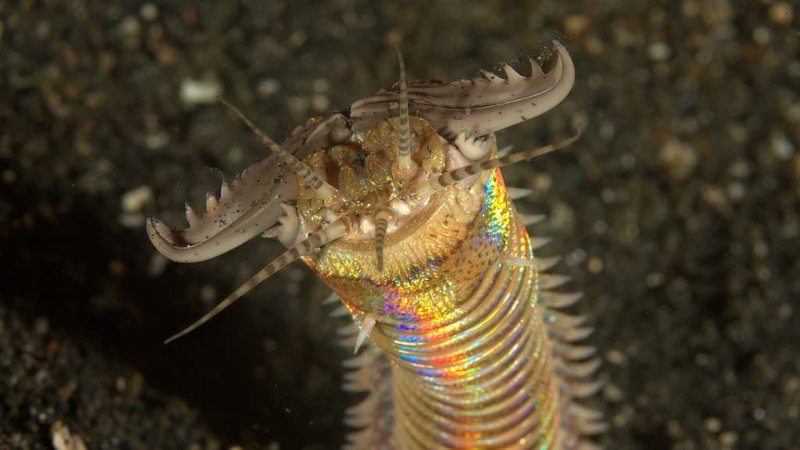 How To Identify A Bobbit Worm In Reef Aquariums