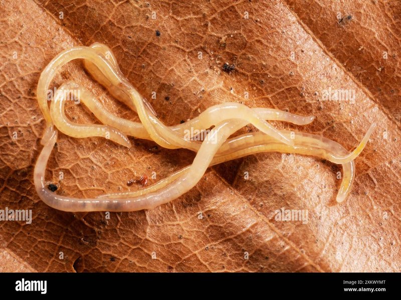How To Identify A Enchytraeid In Its Natural Habitat