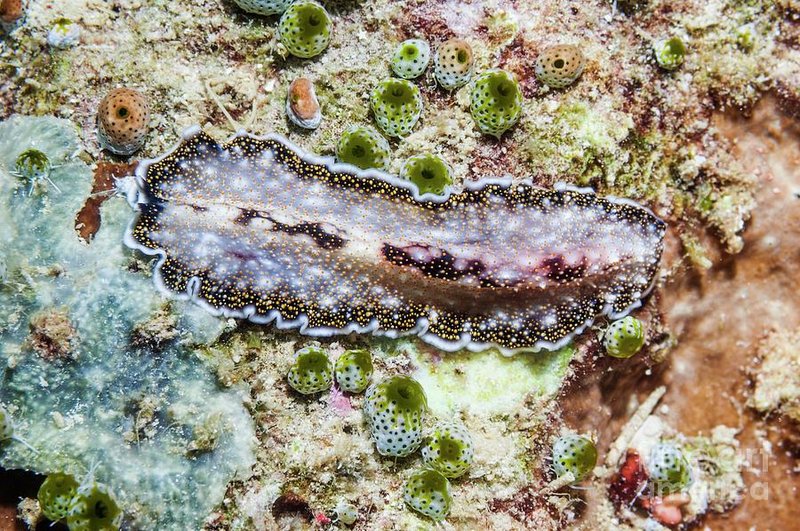 How To Identify A Flatworm In Its Natural Habitat