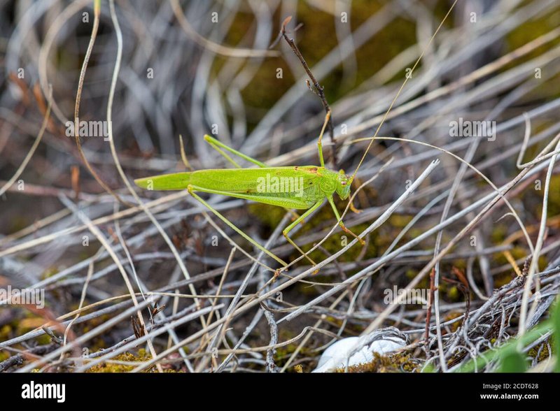 How To Identify A Glowworm (Insect) In Its Natural Habitat