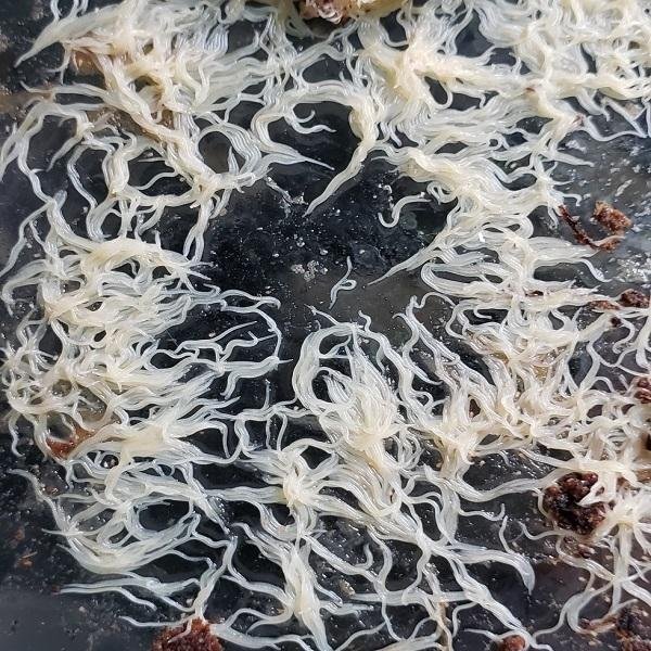 How To Identify A Grindal Worm In Its Natural Habitat