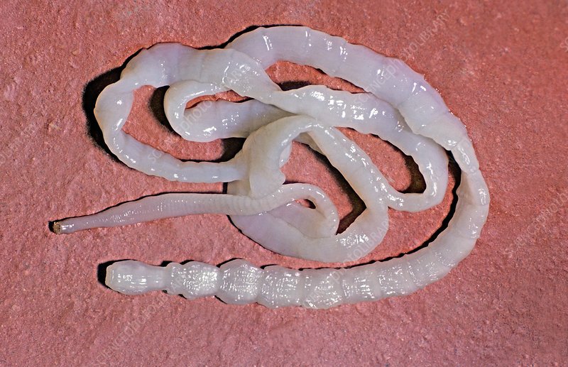 How To Identify A Guppy Tapeworm In Its Natural Habitat