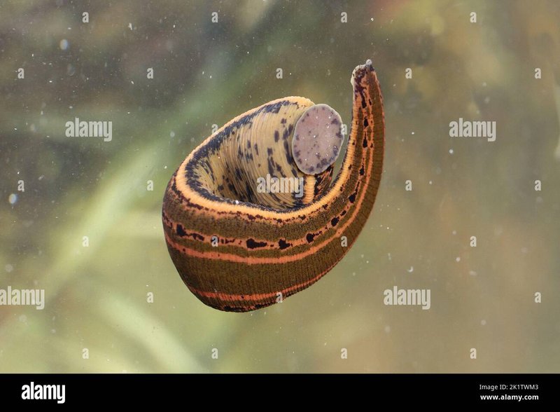 How To Identify A Leech In Its Natural Habitat