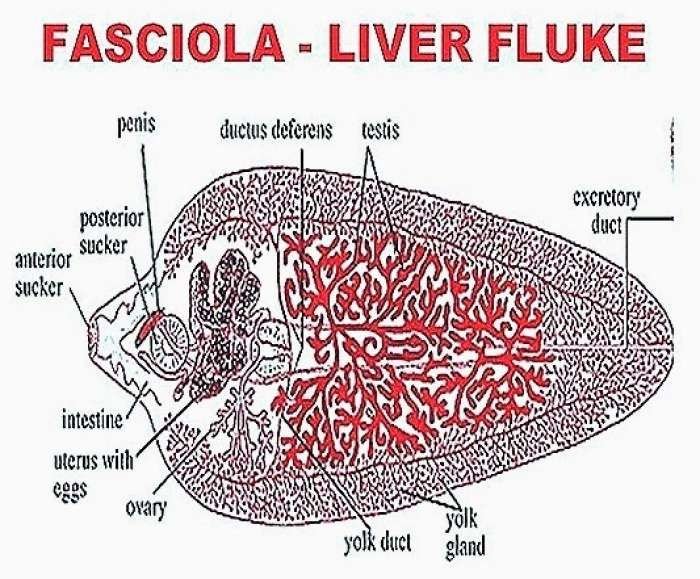 How To Identify A Liver Fluke In Its Natural Habitat