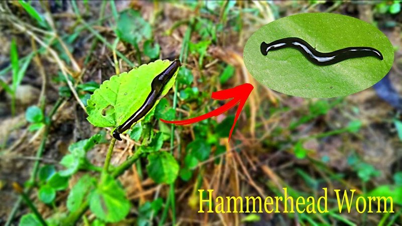 How To Identify A Malayan Hammerhead Worm In Its Natural Habitat