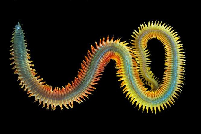 How To Identify A Marine Polychaete In Its Natural Habitat