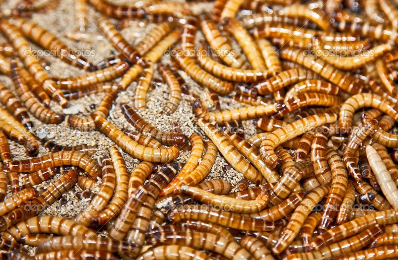 How To Identify A Mealworm In Its Natural Habitat