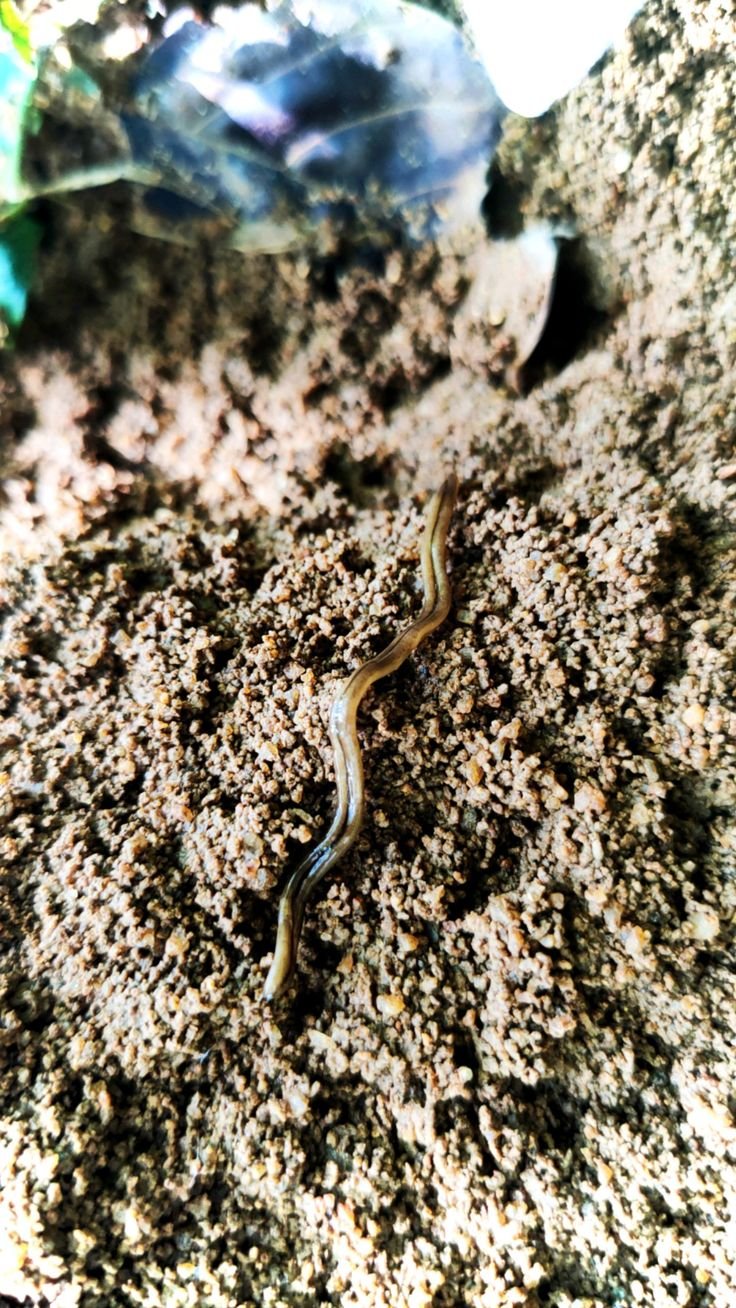How To Identify A Mudworm In Its Natural Habitat