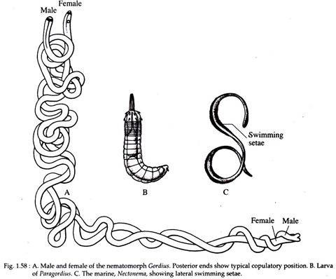 How To Identify A Nematomorph In Its Natural Habitat