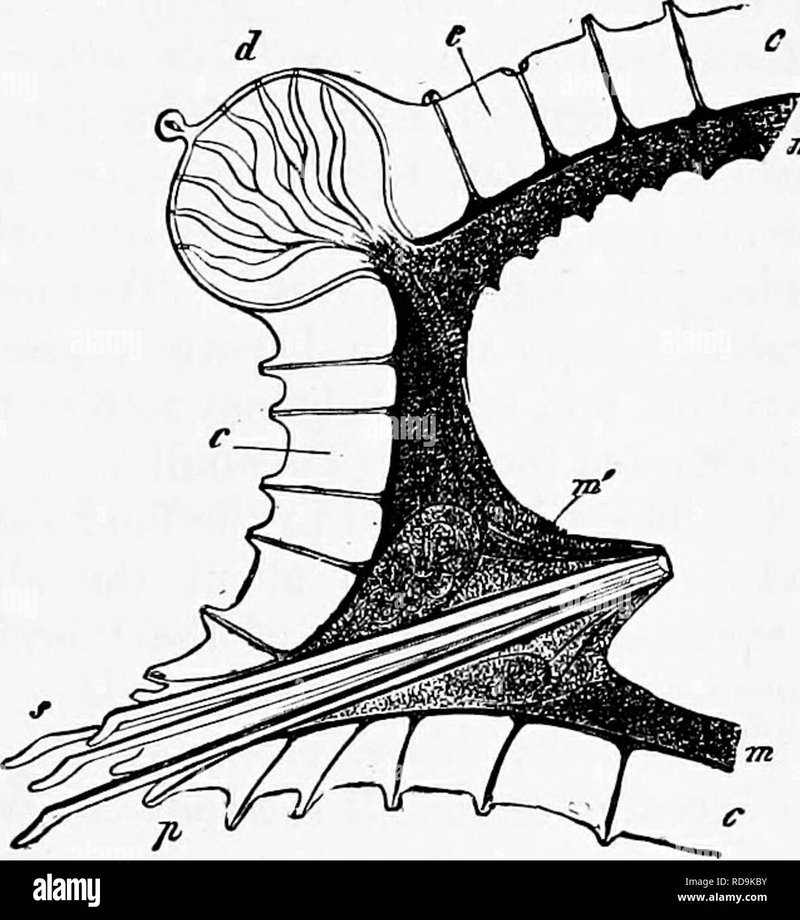 How To Identify A Nereis Virens In Its Natural Habitat