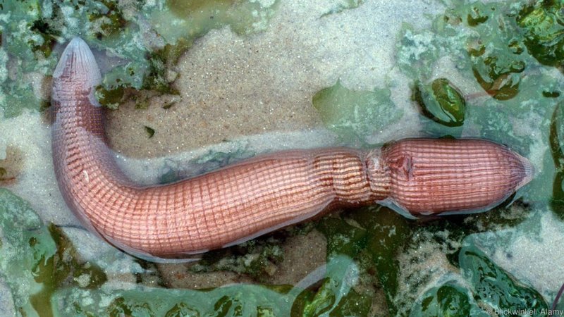 How To Identify A Peanut Worm In Its Natural Habitat