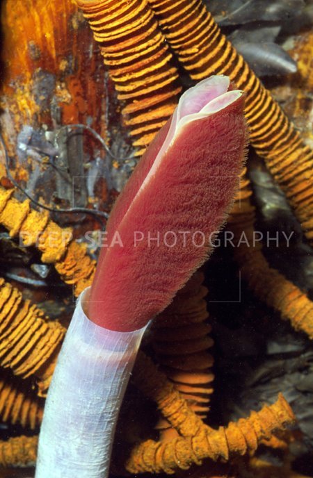 How To Identify A Riftia Pachyptila In Its Natural Habitat
