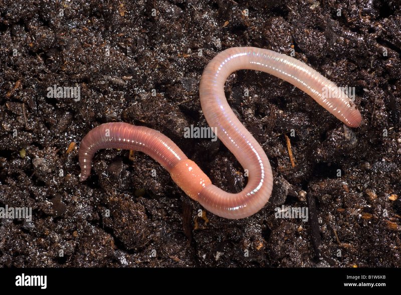 How To Identify A Segmented Worm In Its Natural Habitat