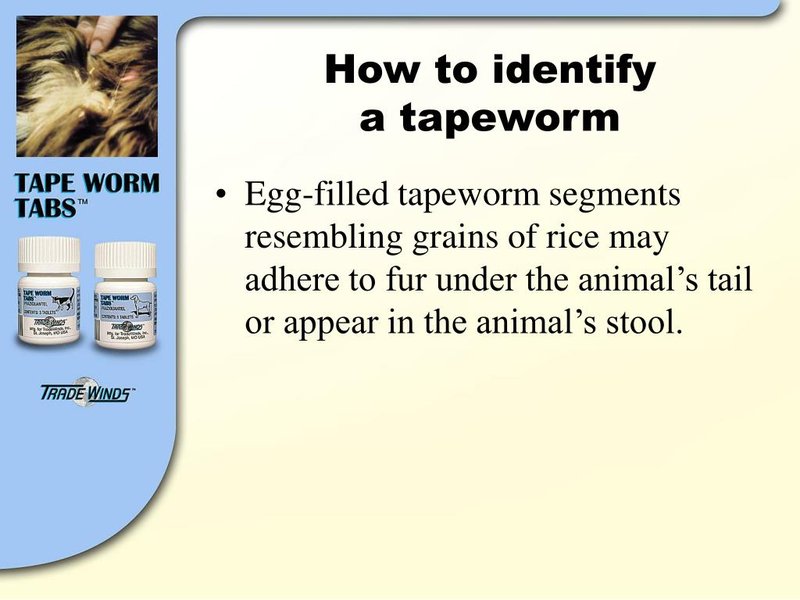 How To Identify A Tapeworm In Its Natural Habitat