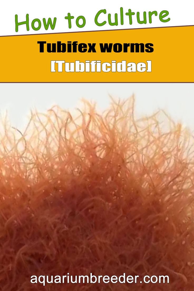 How To Identify A Tubifex Worm In Its Natural Habitat