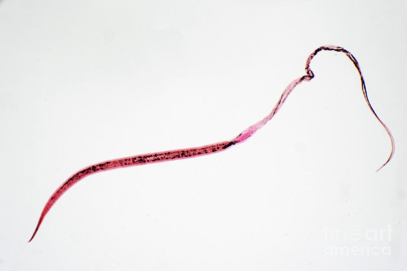 How To Identify A Whipworm In Its Natural Habitat