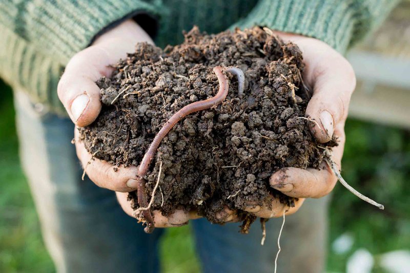 How To Identify A Worm Bin Worm In Its Natural Habitat