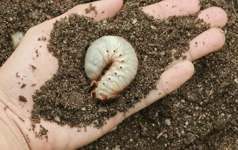 How To Identify Grub Worms In Soil And Turf